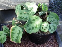maranta-maranta