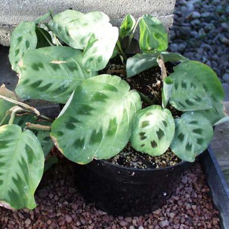 maranta 3 - maranta