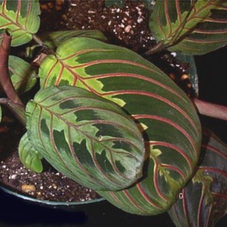 maranta 5 - maranta