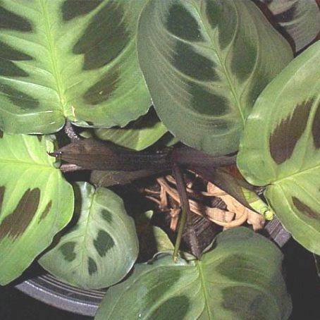 maranta 4 - maranta
