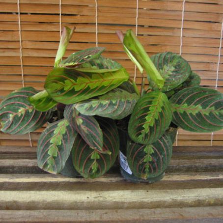 maranta 1 - maranta
