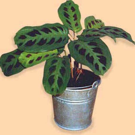 maranta 2 - maranta
