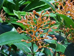 medinilla-medinila