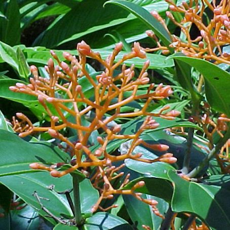 medinilla 1 - medinila