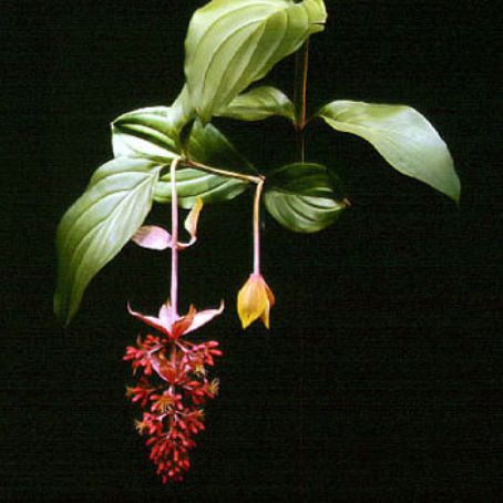 medinilla 3 - medinila