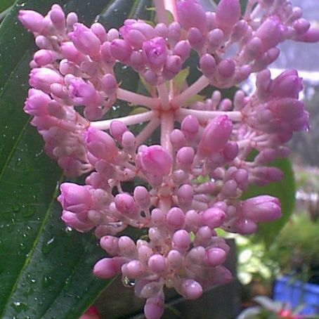 medinilla 2 - medinila