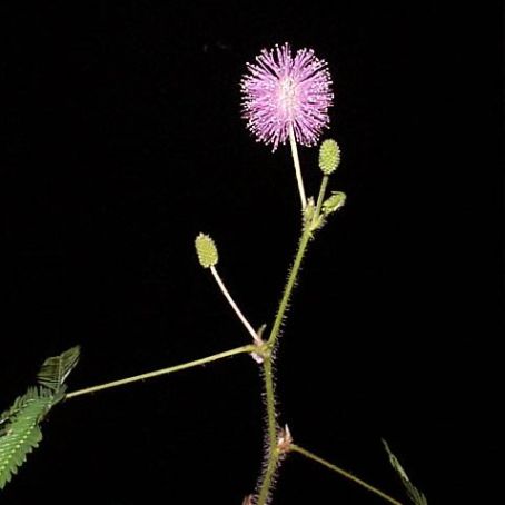 mimosa 1 - mimoza