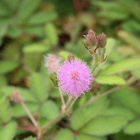 mimosa 4 - mimoza