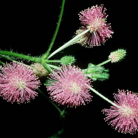 mimosa 2 - mimoza