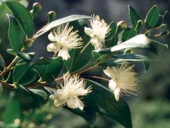 myrtus-mirt