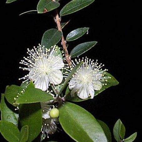 myrtus 1 - mirt