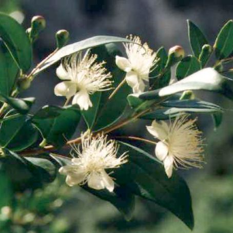 myrtus 2 - mirt
