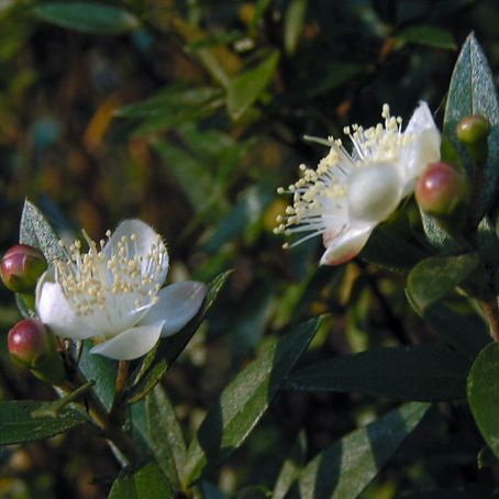 myrtus 3 - mirt