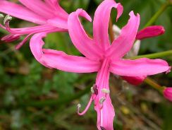 nerine-nerine