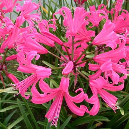 nerine 5 - nerine