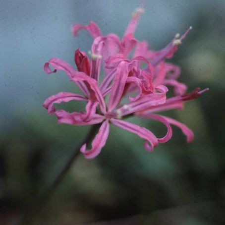 nerine 1 - nerine