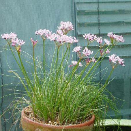 nerine 4 - nerine