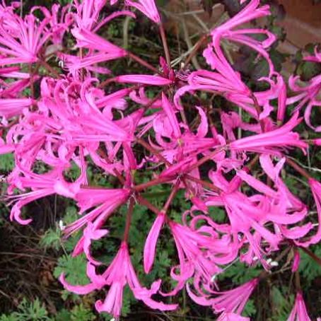nerine 2 - nerine