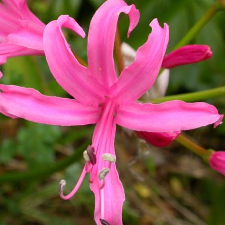 nerine 3 - nerine