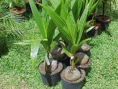 ../plante-si-flori/photos/apartament/palm-9507826.jpg
