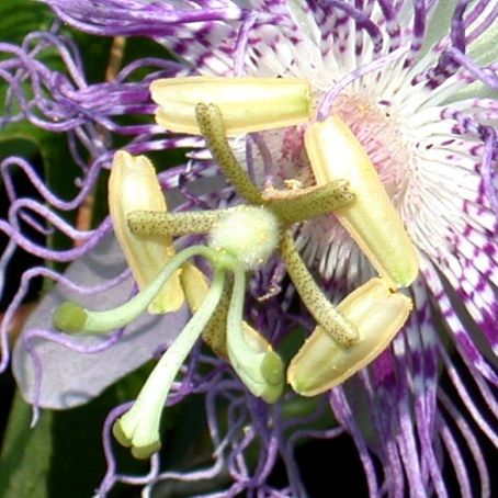 passiflora 2 - floarea pasiunii