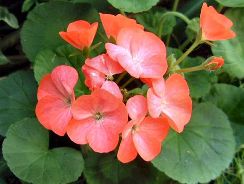 pelargonium-muscata