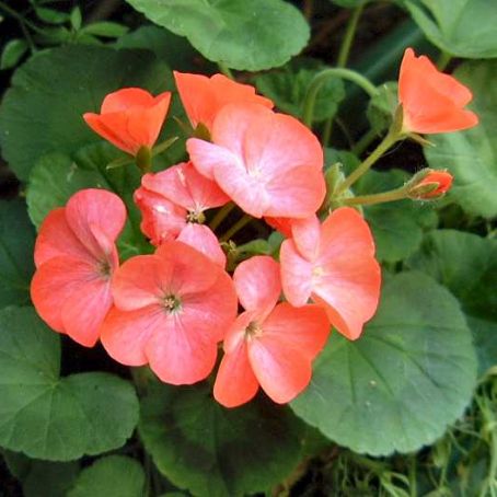 pelargonium 5 - muscata