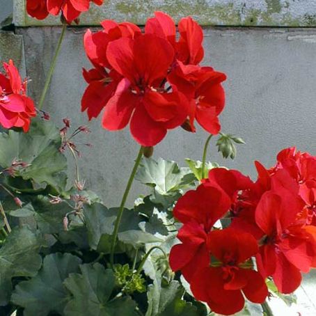 pelargonium 3 - muscata