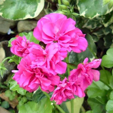 pelargonium 4 - muscata