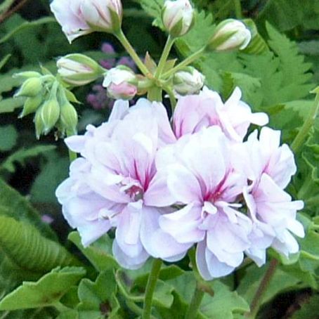 pelargonium 2 - muscata