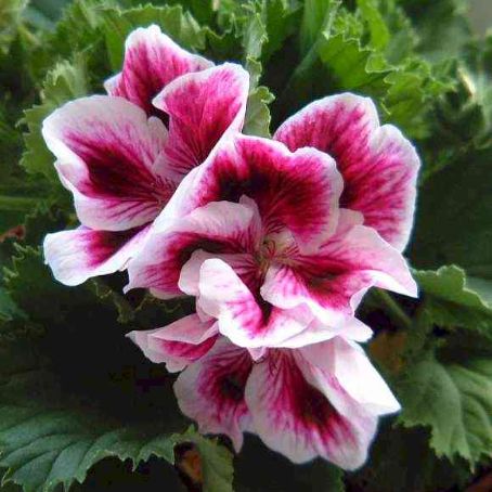 pelargonium 1 - muscata