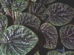 peperomia-peperomia