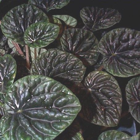 peperomia 3 - peperomia