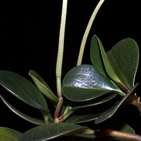 peperomia 2 - peperomia