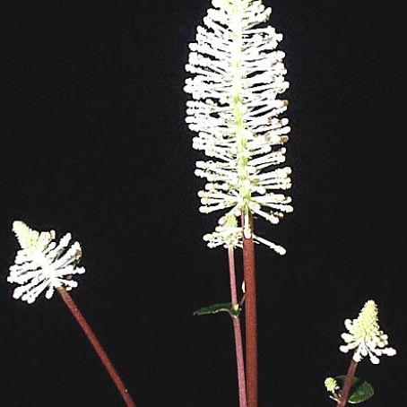 peperomia 1 - peperomia