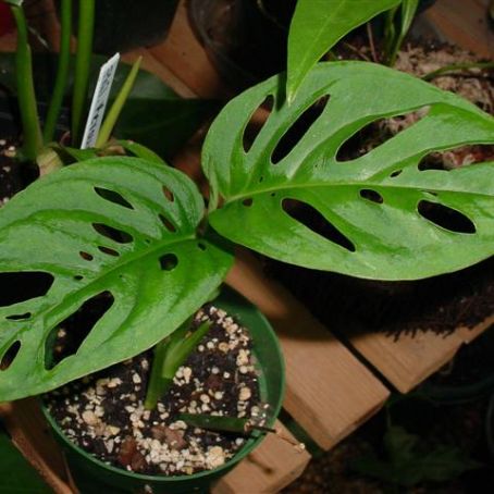 philodendron 5 - filodendron