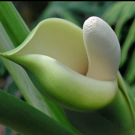 philodendron 1 - filodendron