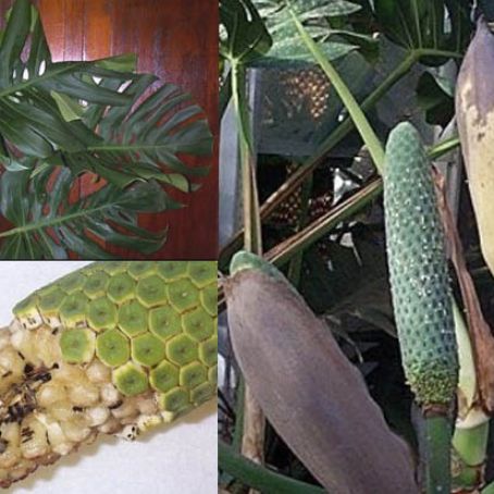 philodendron 4 - filodendron