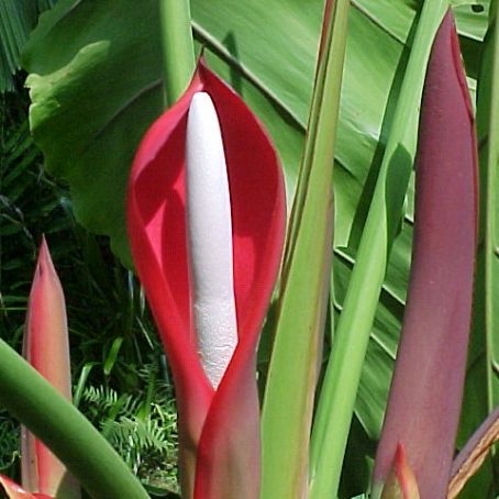 philodendron 2 - filodendron