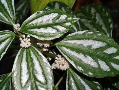 pilea-pilea