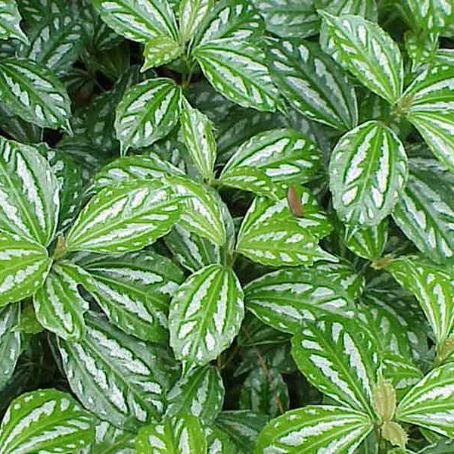 pilea 4 - pilea
