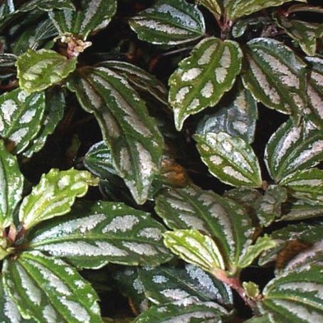 pilea 1 - pilea
