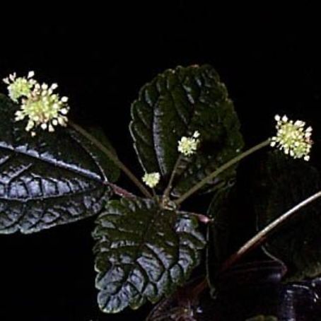 pilea 2 - pilea