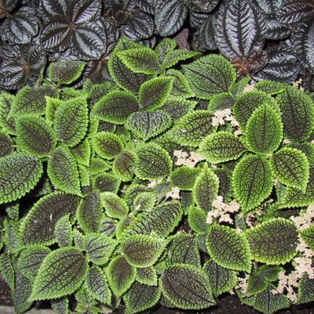 pilea 3 - pilea
