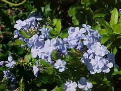 plumbago-plumbago