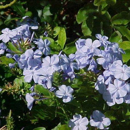 plumbago 1 - plumbago