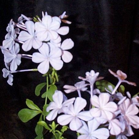 plumbago 3 - plumbago