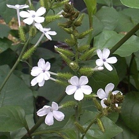 plumbago 4 - plumbago
