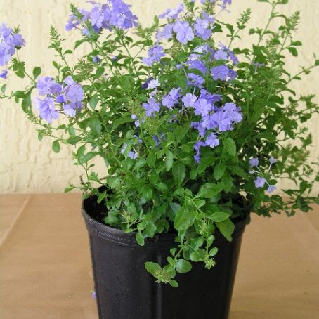 plumbago 2 - plumbago