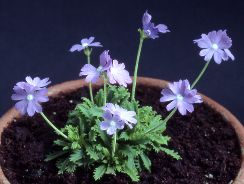primula-primula